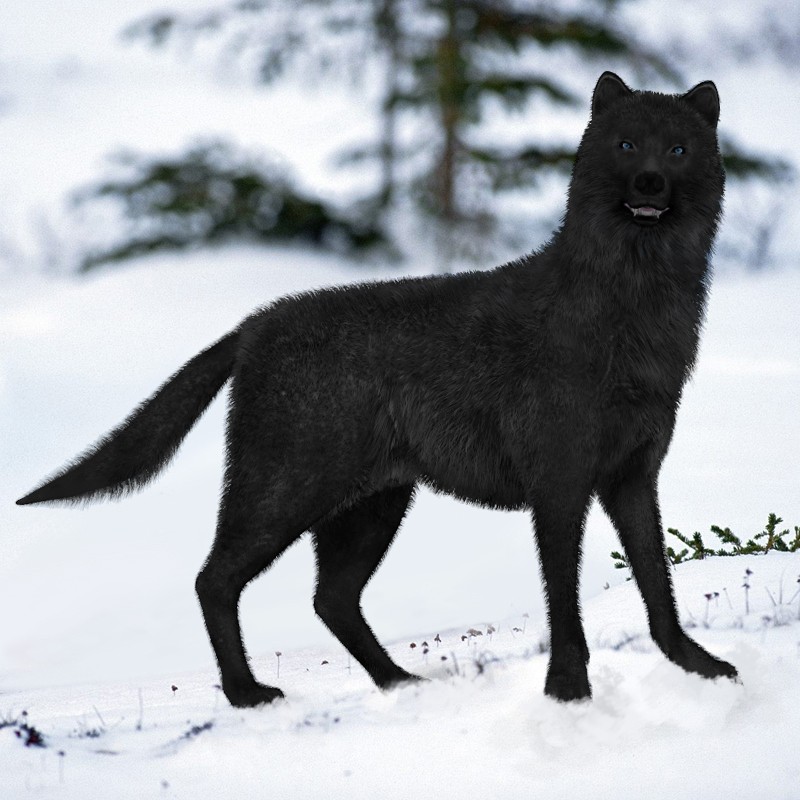 Wolf for Poser Expansion Pack by AM by N/A