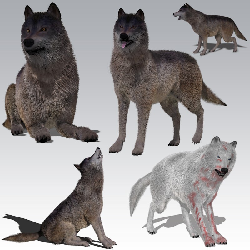 Wolf for Poser Expansion Pack by AM by N/A