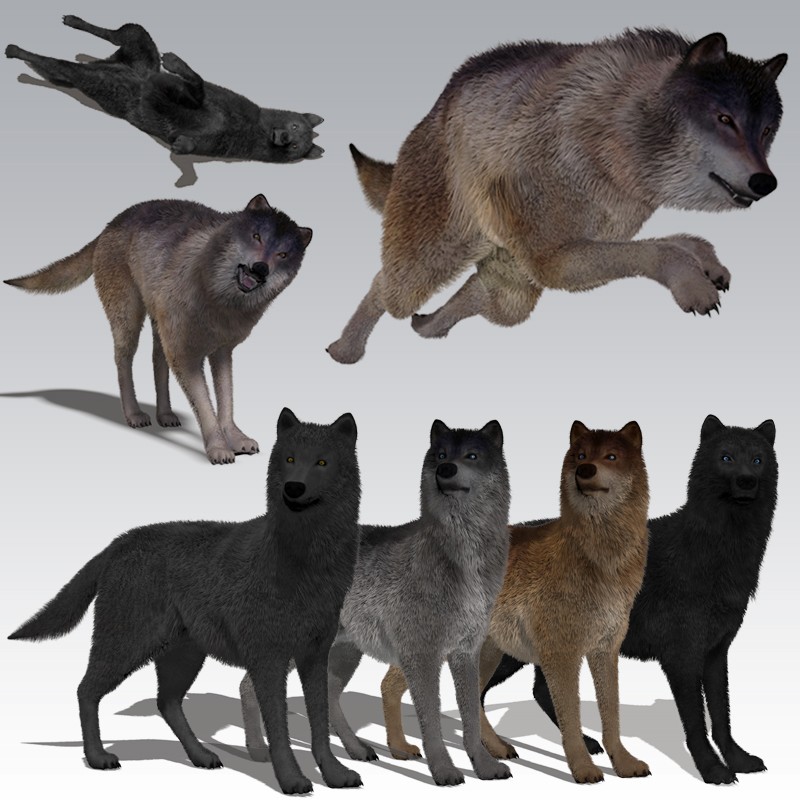 Wolf for Poser Expansion Pack by AM by N/A