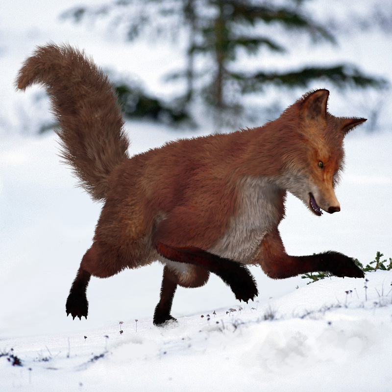 Fox by AM by N/A