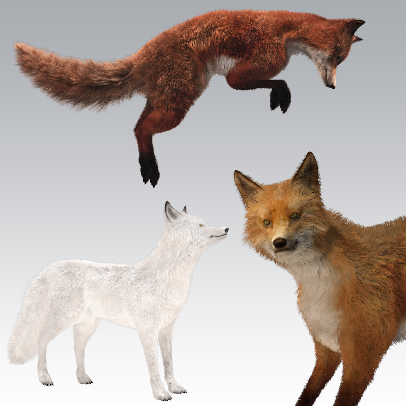 Fox by AM by N/A