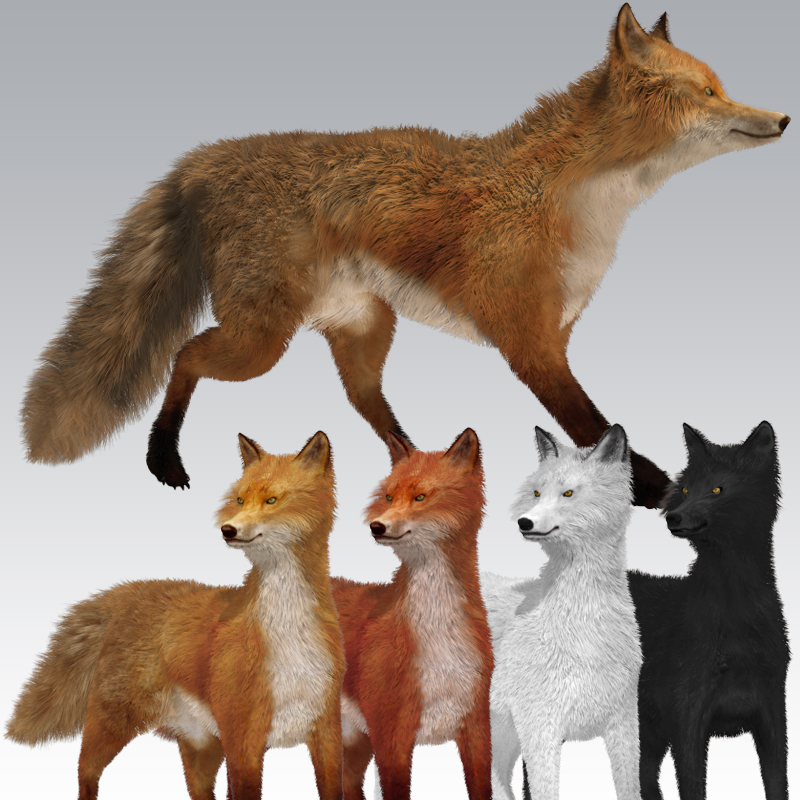 Fox by AM by N/A