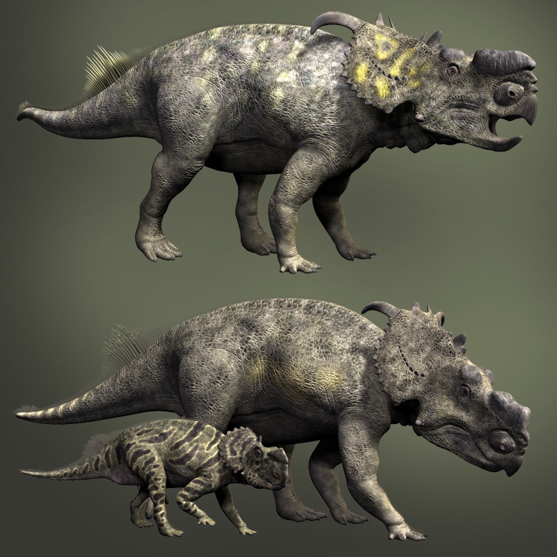PachyrhinosaurusDR by N/A