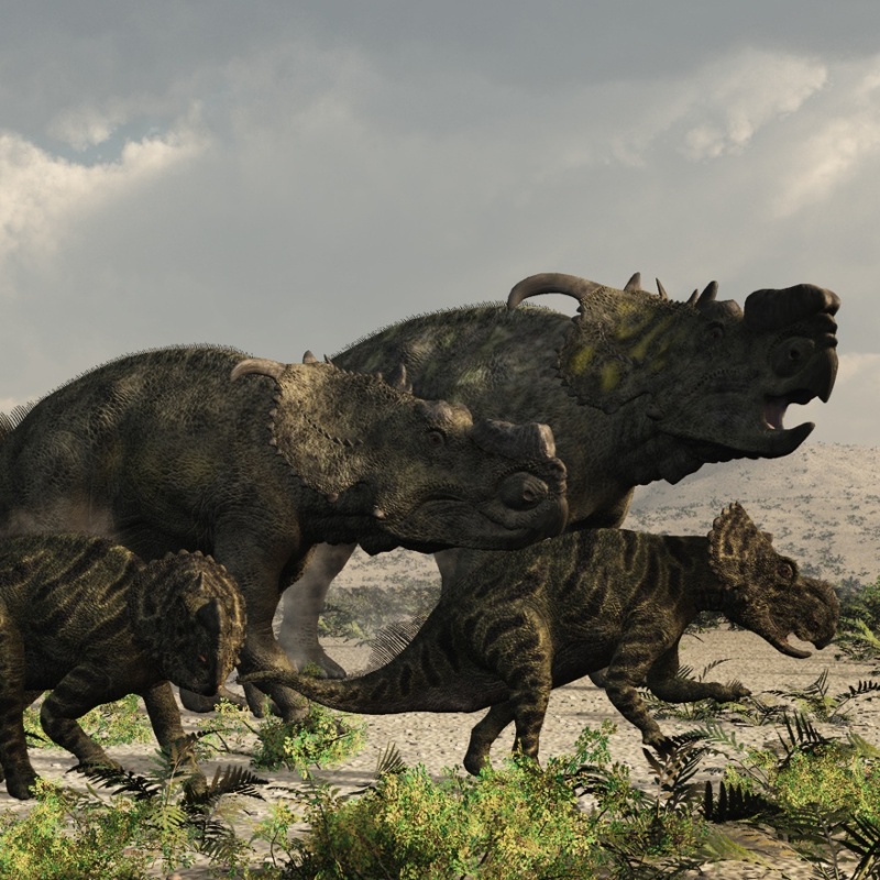 PachyrhinosaurusDR by N/A