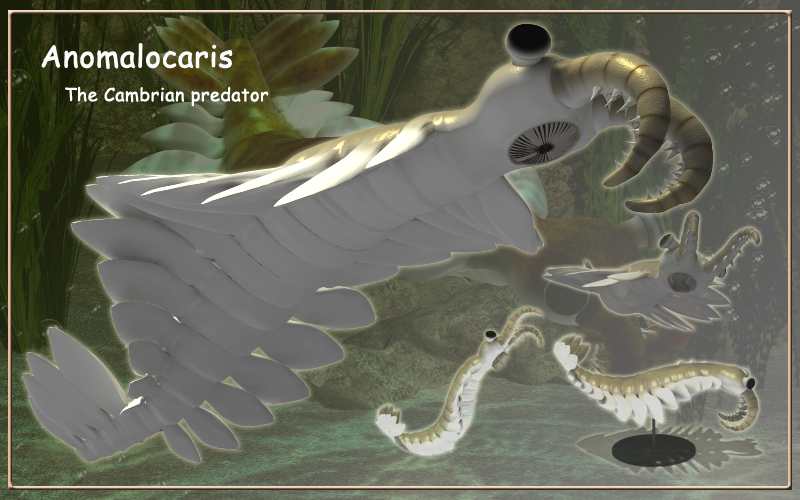 Anomalocaris by N/A