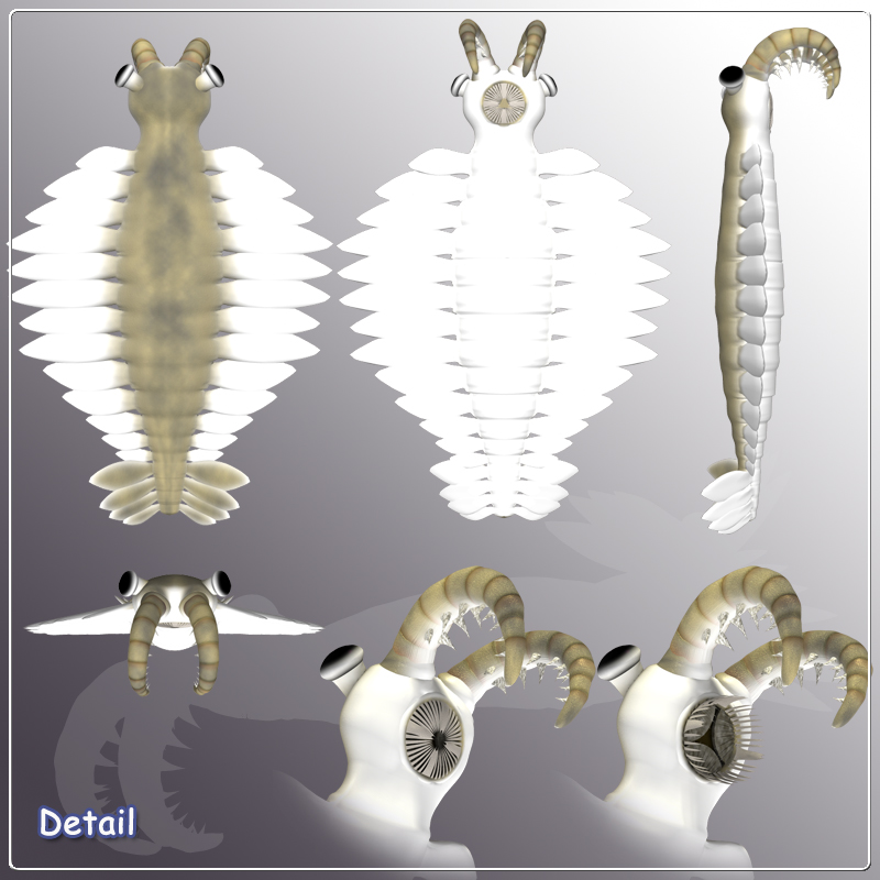 Anomalocaris by N/A