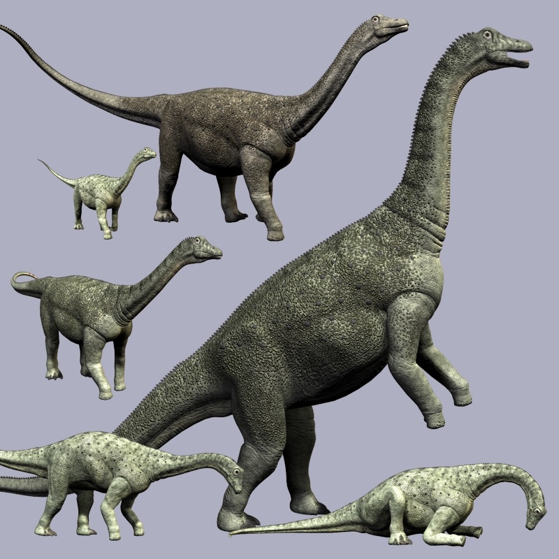 SaltasaurusDR by N/A