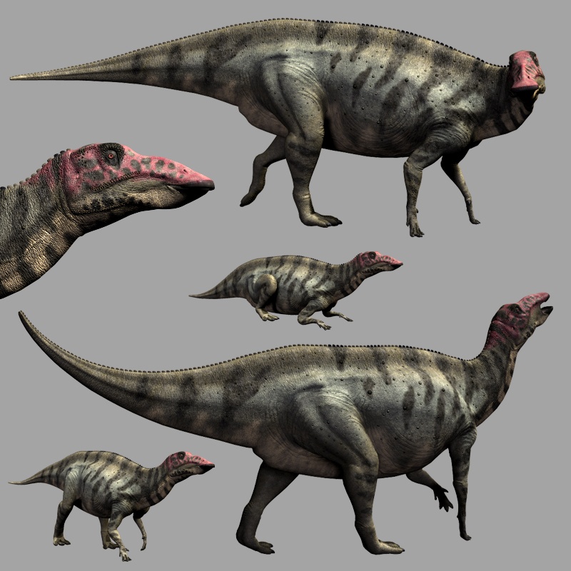 ShuangmiaosaurusDR by N/A