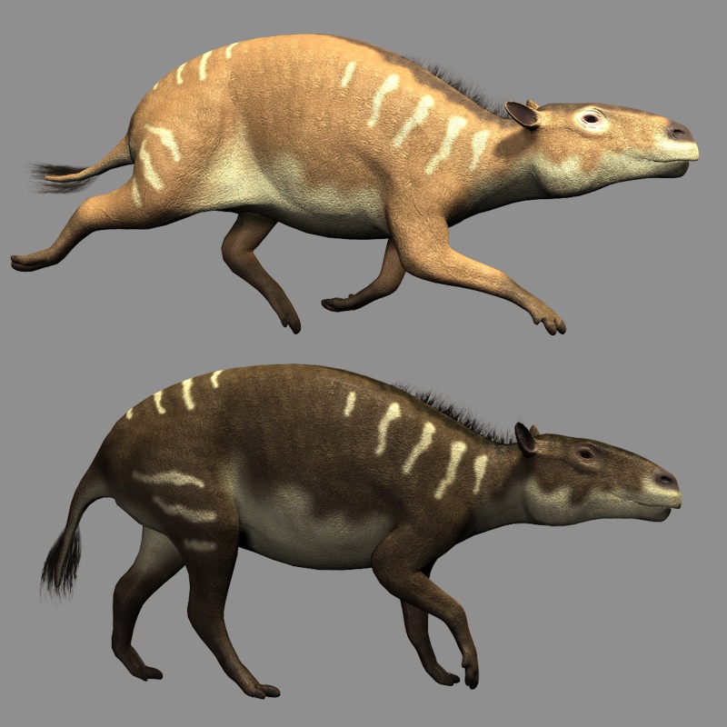 EurohippusDR by N/A