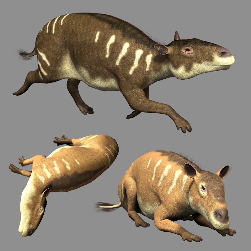 EurohippusDR by N/A