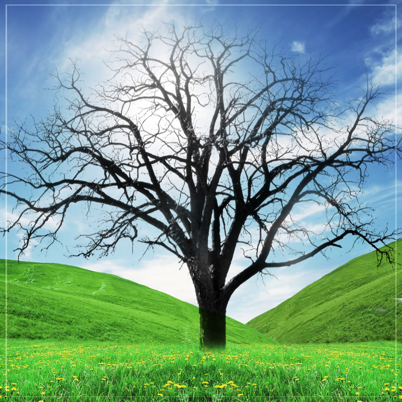 FS Trees by N/A