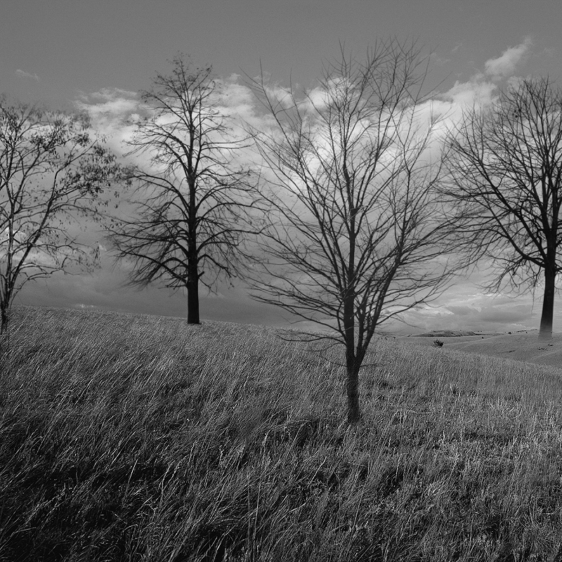 FS Trees by N/A
