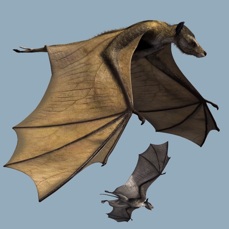 IcaronycterisDR by N/A