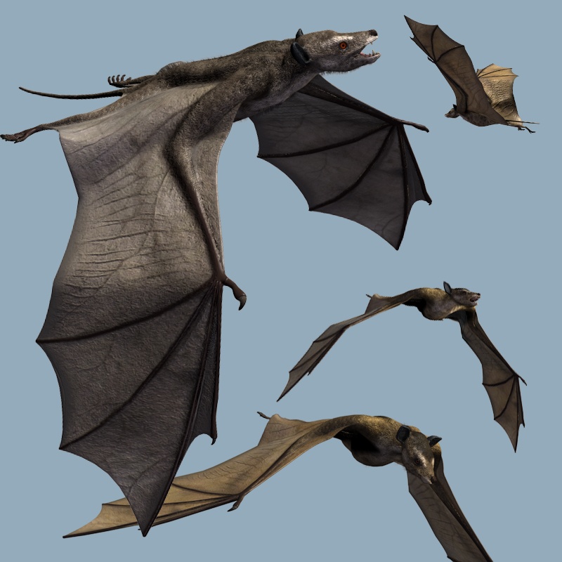 IcaronycterisDR by N/A