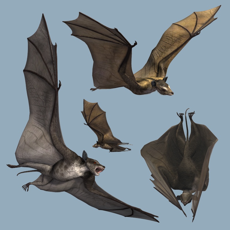 IcaronycterisDR by N/A