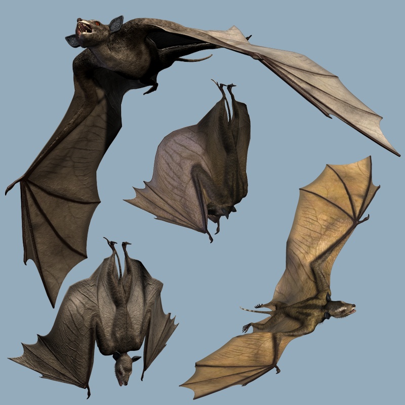 IcaronycterisDR by N/A