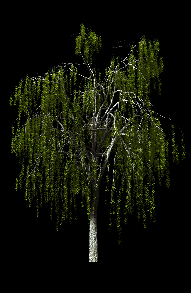Willow Trees by N/A