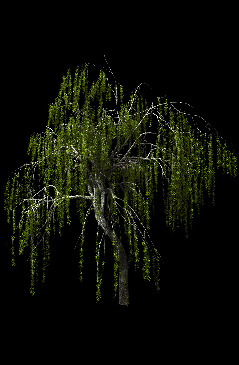 Willow Trees by N/A
