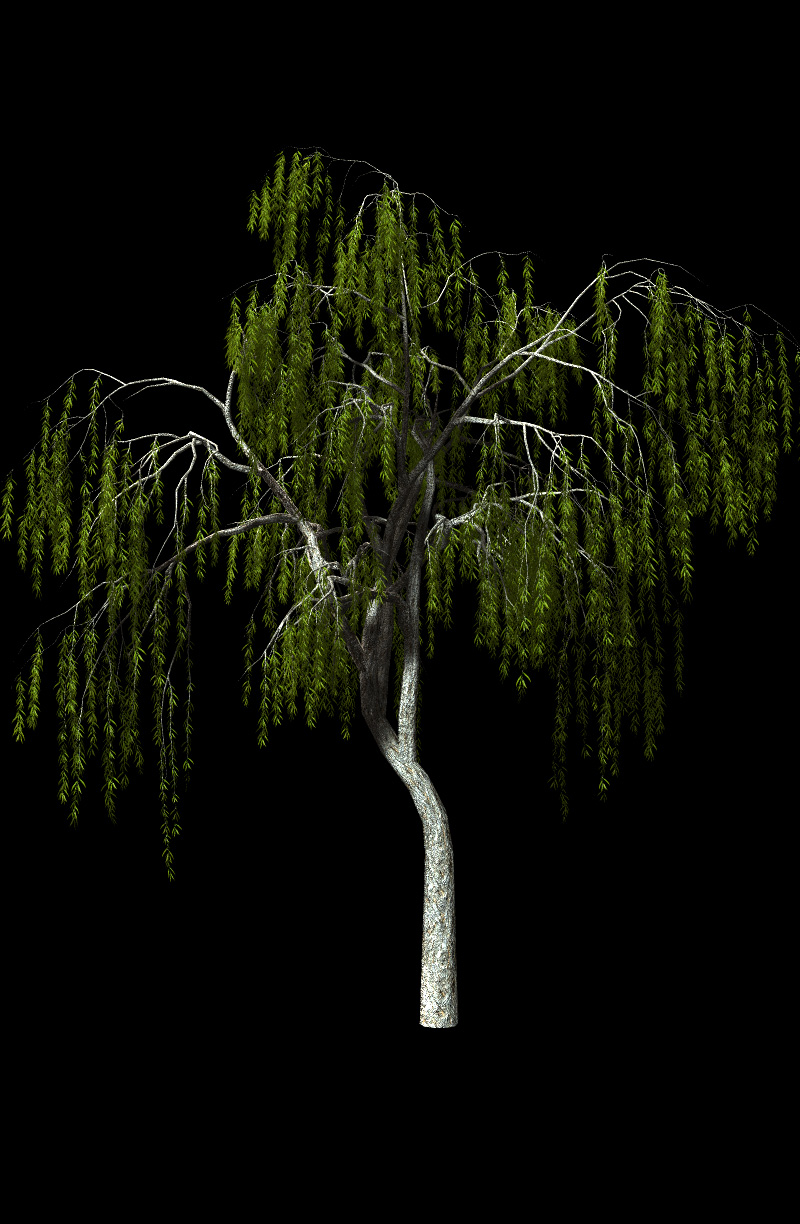 Willow Trees by N/A