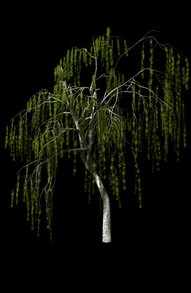 Willow Trees by N/A