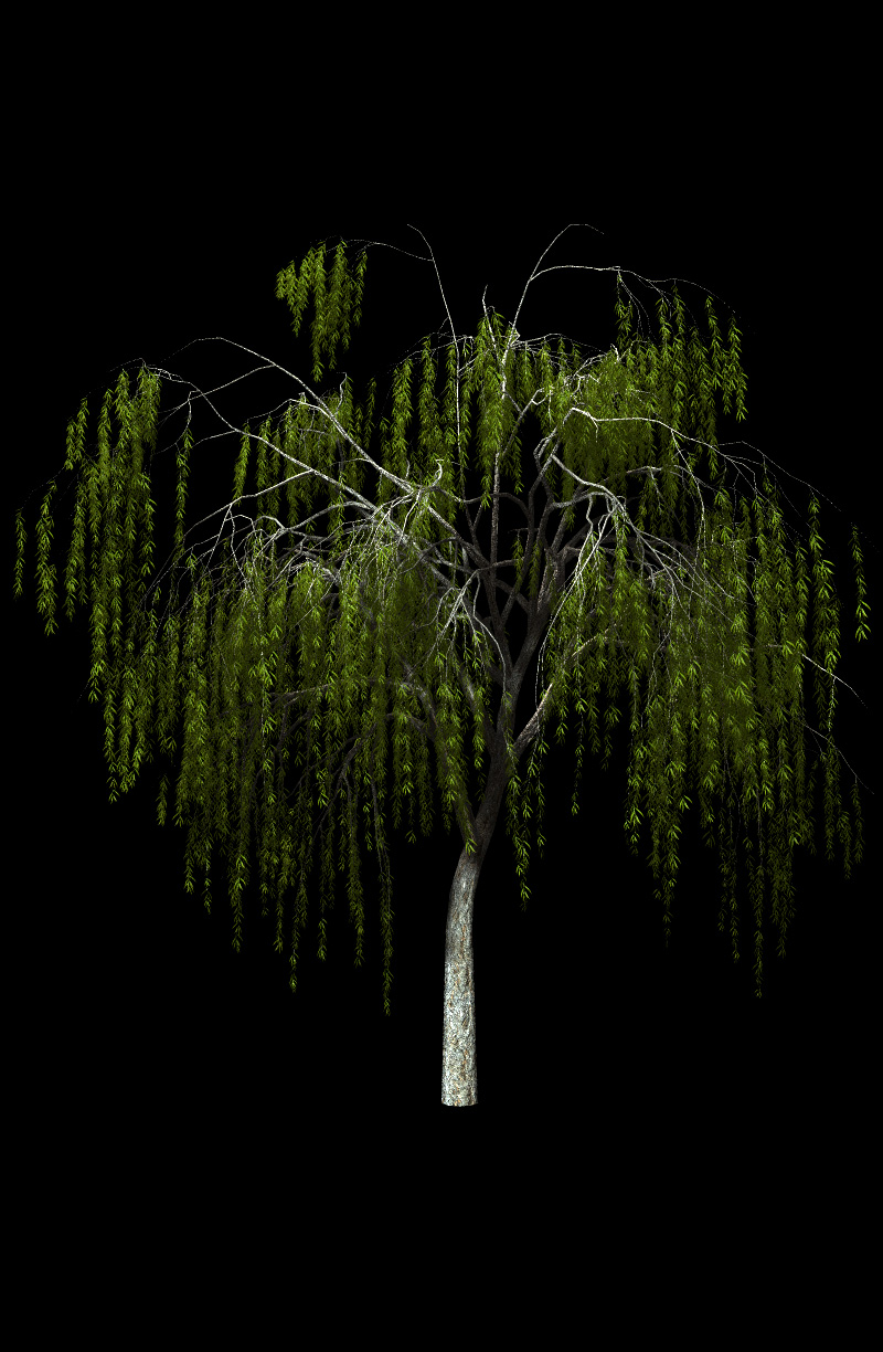 Willow Trees by N/A