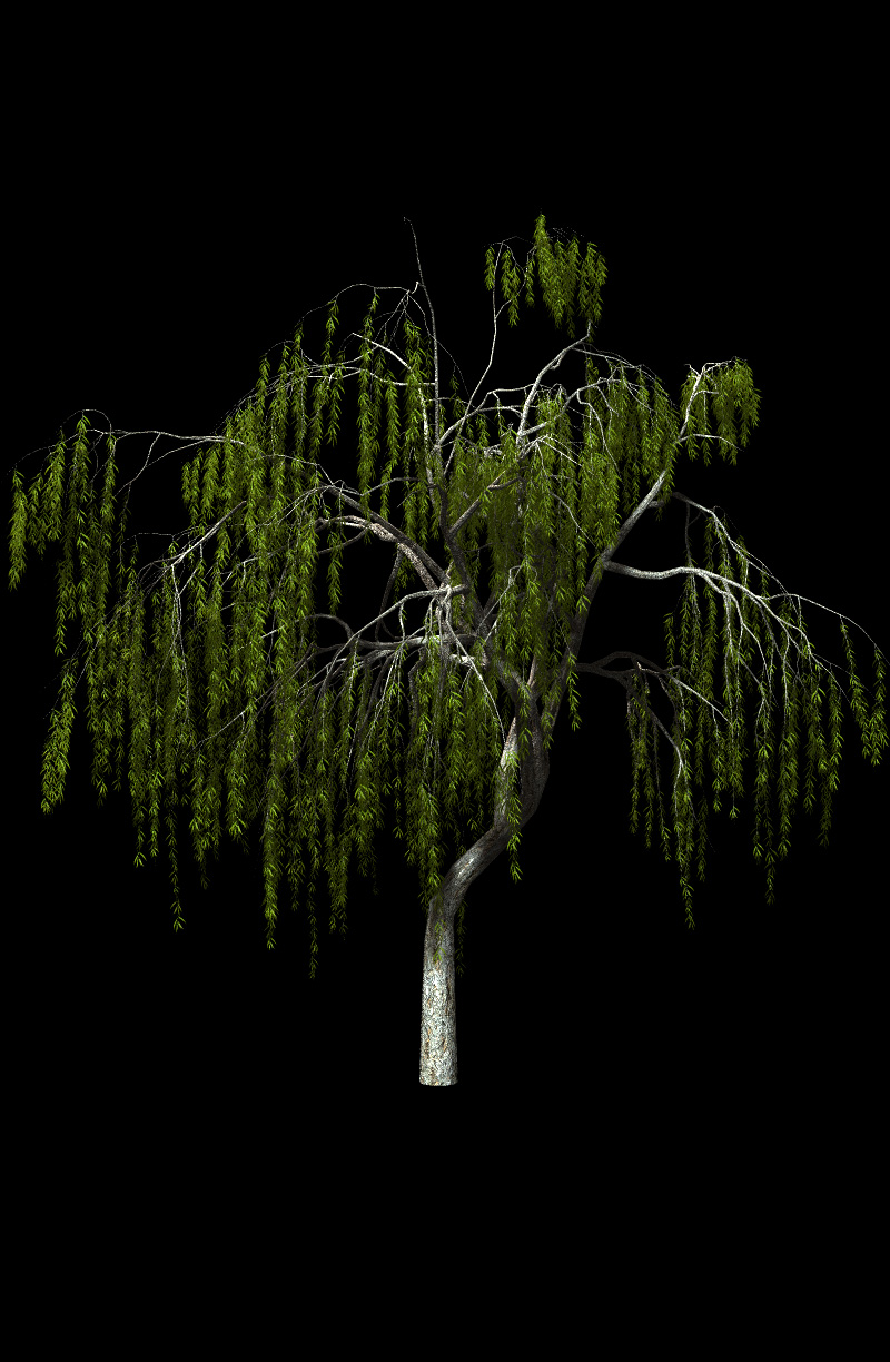 Willow Trees by N/A