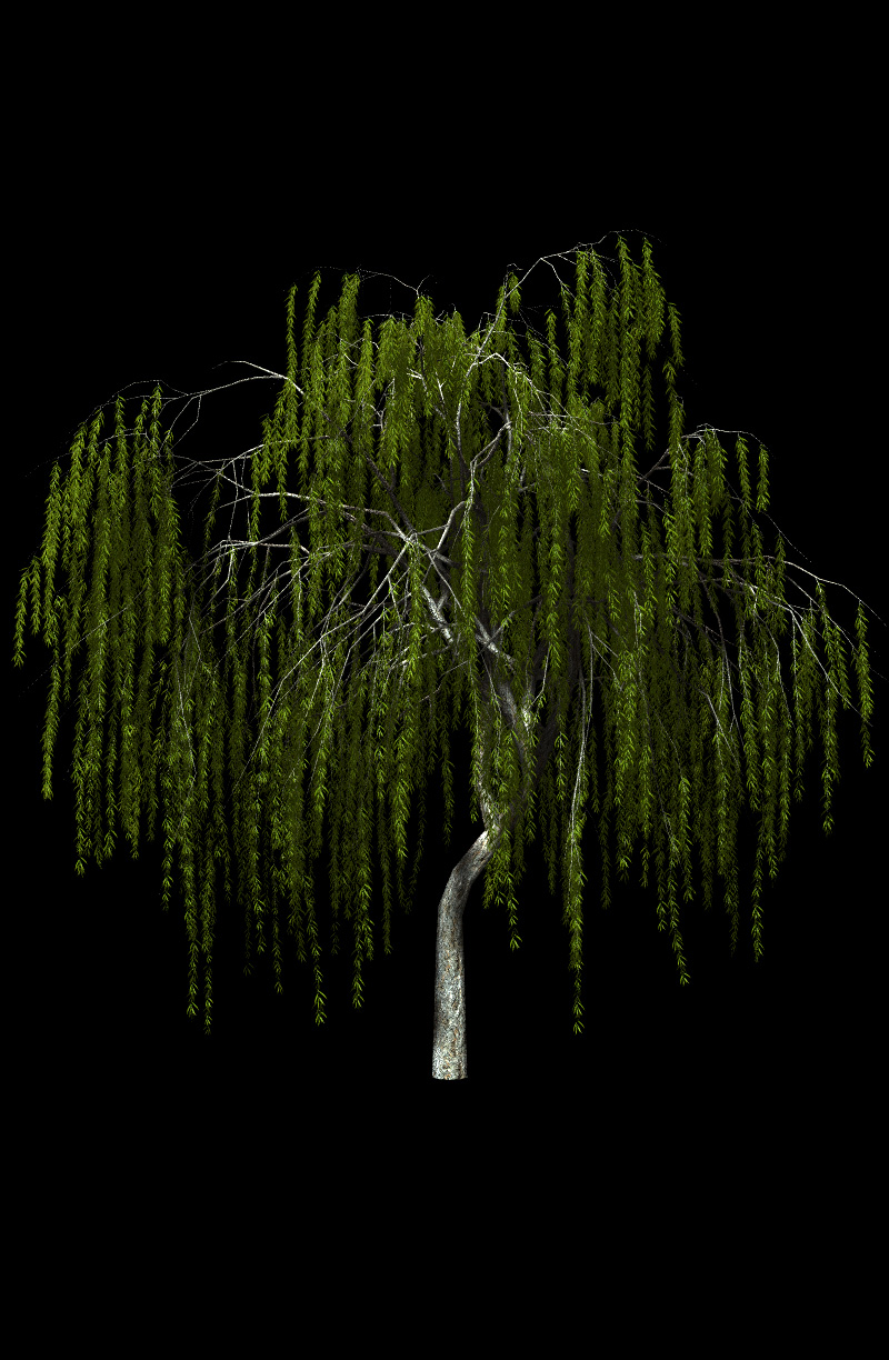 Willow Trees by N/A
