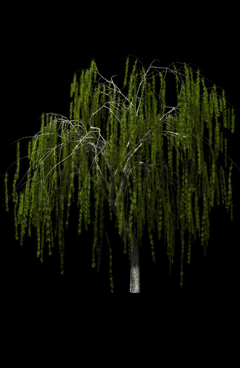 Willow Trees by N/A