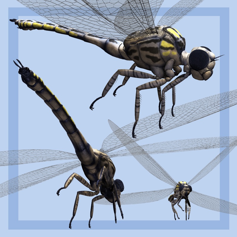 MeganeuraDR by N/A