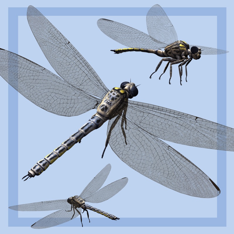 MeganeuraDR by N/A