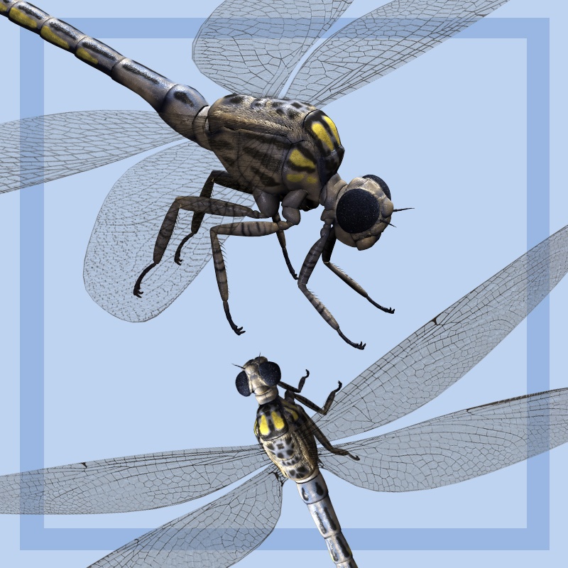 MeganeuraDR by N/A