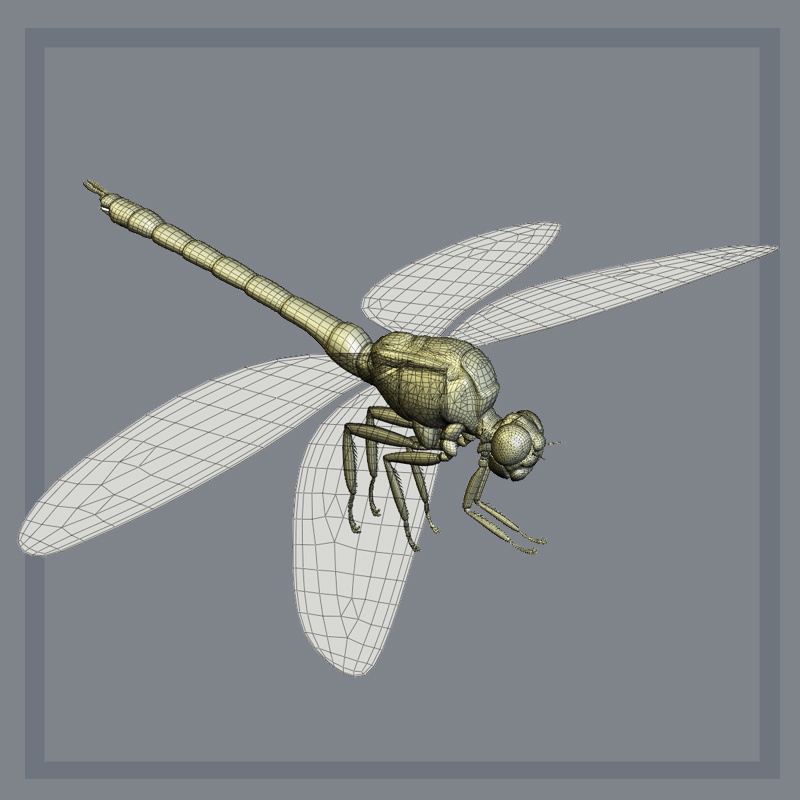 MeganeuraDR by N/A