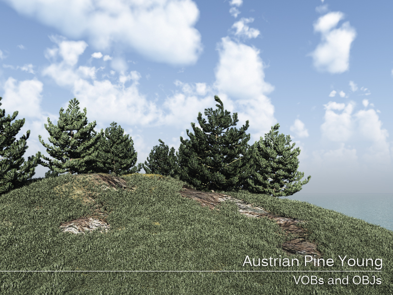 Austrian Pine Young by N/A
