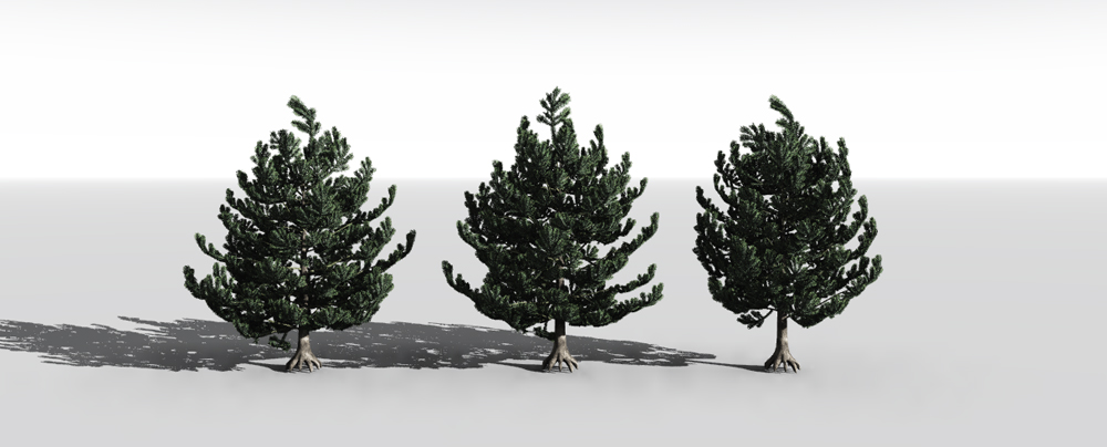Austrian Pine Young by N/A