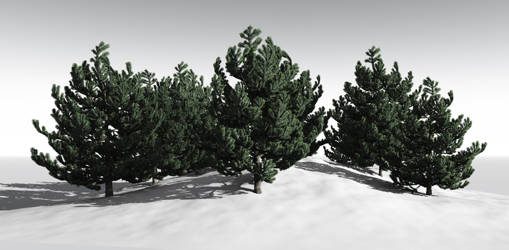 Austrian Pine Young by N/A