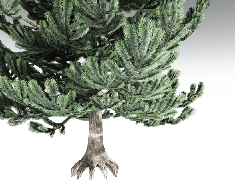 Austrian Pine Young by N/A