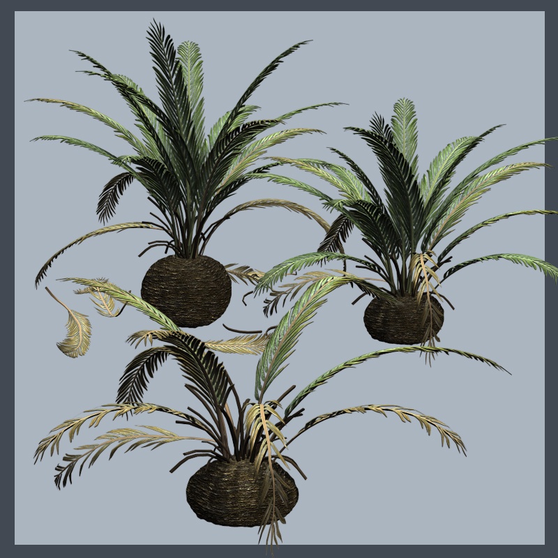 Cycads2012 DR by N/A