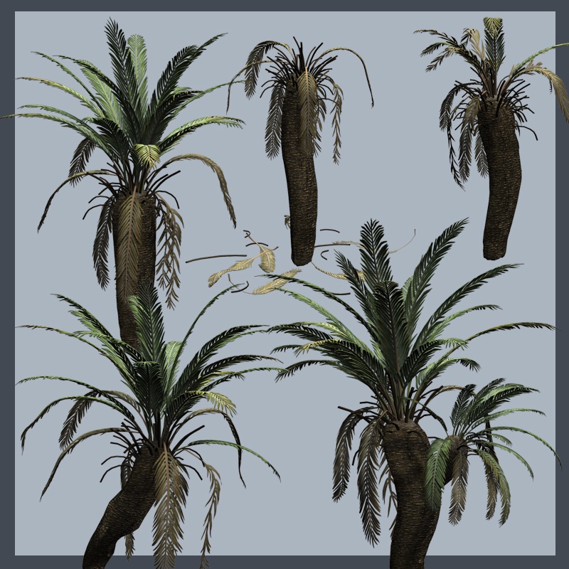 Cycads2012 DR by N/A