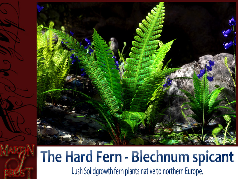Blechnum spicant  - The Hard Fern by N/A