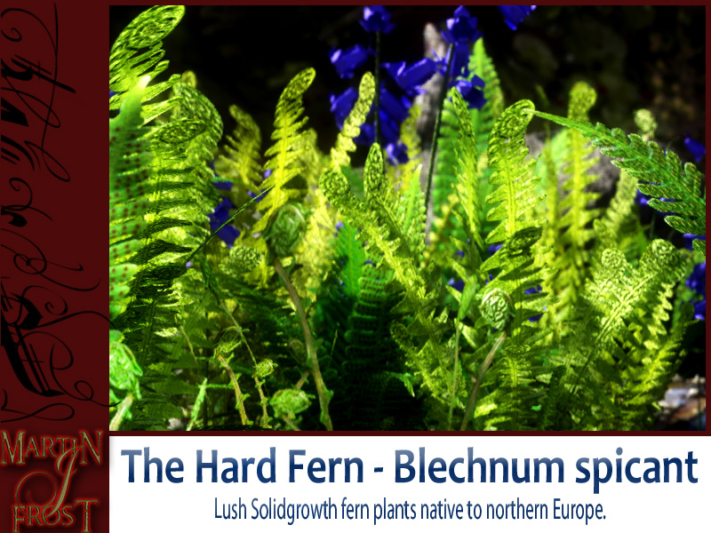 Blechnum spicant  - The Hard Fern by N/A