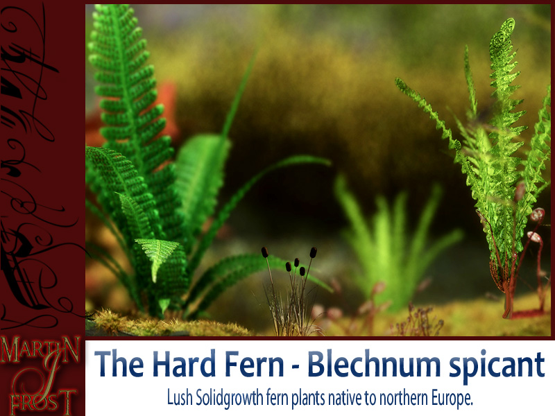 Blechnum spicant  - The Hard Fern by N/A