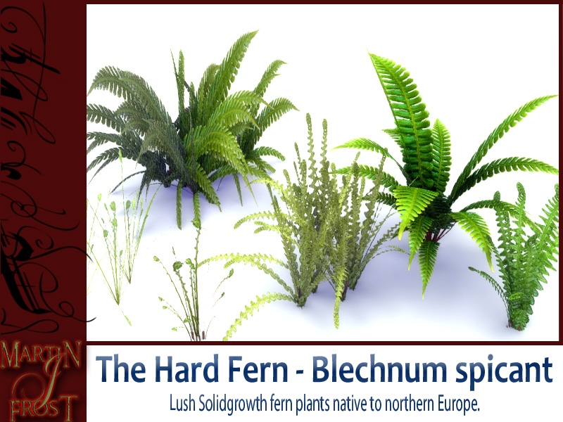 Blechnum spicant  - The Hard Fern by N/A