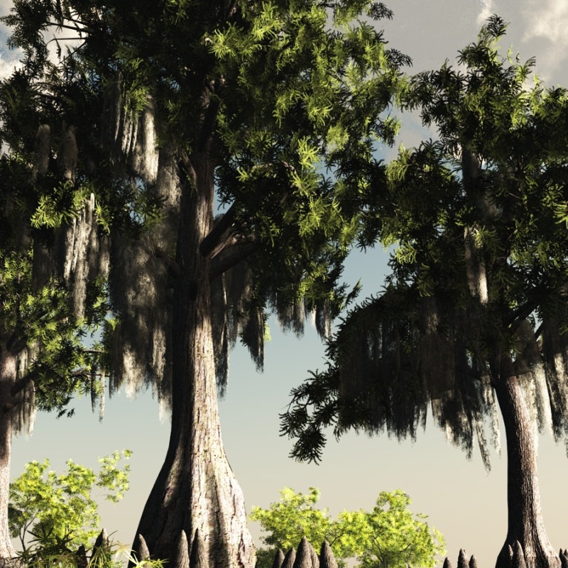 Bald Cypress DR by N/A