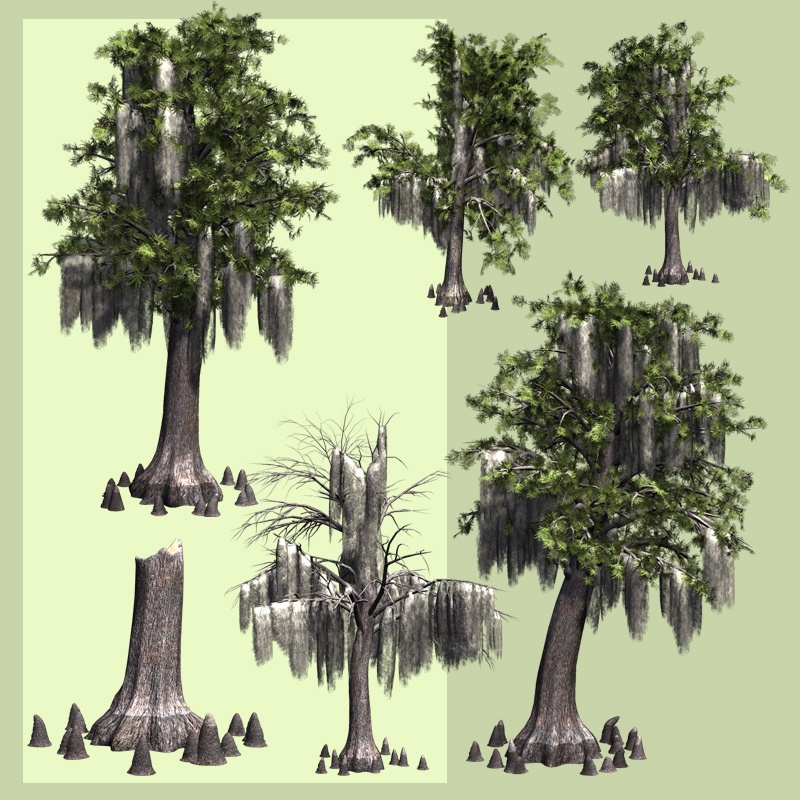 Bald Cypress DR by N/A