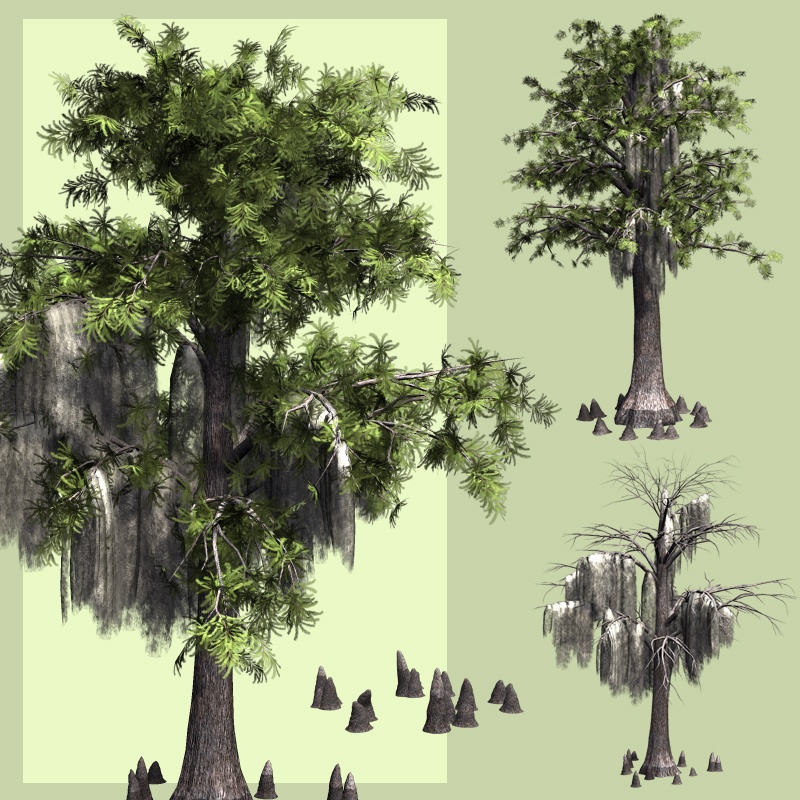 Bald Cypress DR by N/A