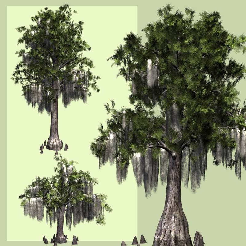 Bald Cypress DR by N/A
