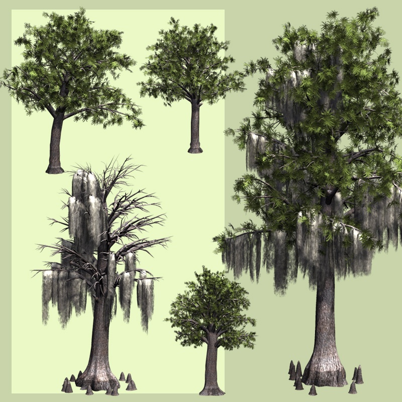Bald Cypress DR by N/A