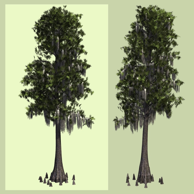 Bald Cypress DR by N/A
