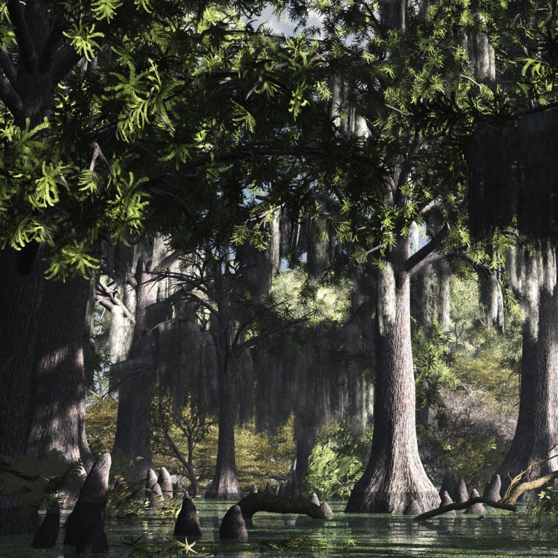 Bald Cypress DR by N/A