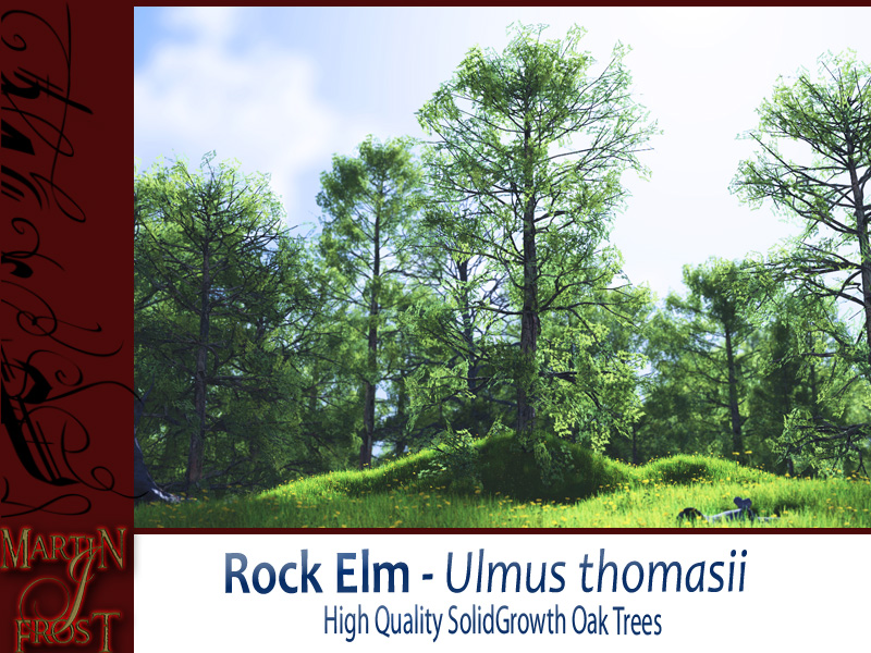 Rock Elm Bundle by N/A
